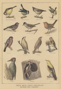 Aves benéficas para a agricultura